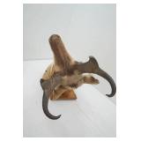 Vintage Antelope Mount