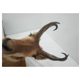Vintage Antelope Mount