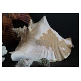 Fish, Shell & Coral