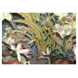 Succulents & Orchid Planters