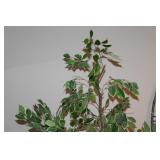 Ficus Tree