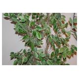 Ficus Tree