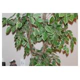 Ficus Tree