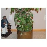 Ficus Tree