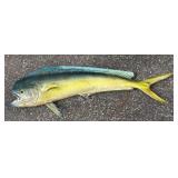 G - Taxidermy Mahi Mahi / Dorado Fish
