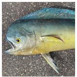 G - Taxidermy Mahi Mahi / Dorado Fish