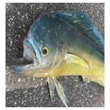 G - Taxidermy Mahi Mahi / Dorado Fish