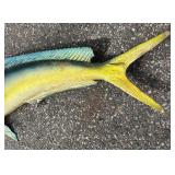 G - Taxidermy Mahi Mahi / Dorado Fish