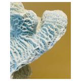 UL - Blue Coral Sculpture - Natural Coral