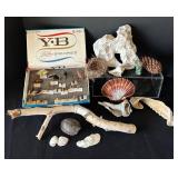 DR - Insect Collection with Orthoptera, Coleoptera, Hemiptera & Seashells & Driftwood