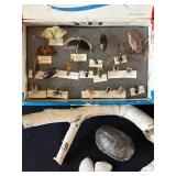 DR - Insect Collection with Orthoptera, Coleoptera, Hemiptera & Seashells & Driftwood