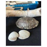 DR - Insect Collection with Orthoptera, Coleoptera, Hemiptera & Seashells & Driftwood