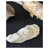 DR - Insect Collection with Orthoptera, Coleoptera, Hemiptera & Seashells & Driftwood