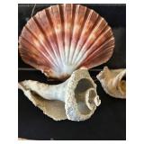 DR - Insect Collection with Orthoptera, Coleoptera, Hemiptera & Seashells & Driftwood