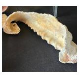 DR - Insect Collection with Orthoptera, Coleoptera, Hemiptera & Seashells & Driftwood