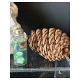 DR - Insect Collection with Orthoptera, Coleoptera, Hemiptera & Seashells & Driftwood