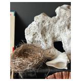 DR - Insect Collection with Orthoptera, Coleoptera, Hemiptera & Seashells & Driftwood