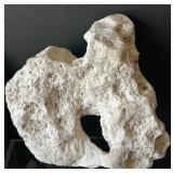 DR - Insect Collection with Orthoptera, Coleoptera, Hemiptera & Seashells & Driftwood