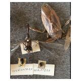 DR - Insect Collection with Orthoptera, Coleoptera, Hemiptera & Seashells & Driftwood