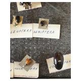 DR - Insect Collection with Orthoptera, Coleoptera, Hemiptera & Seashells & Driftwood