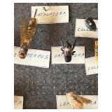 DR - Insect Collection with Orthoptera, Coleoptera, Hemiptera & Seashells & Driftwood
