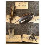 DR - Insect Collection with Orthoptera, Coleoptera, Hemiptera & Seashells & Driftwood