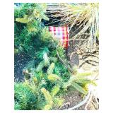 G - Christmas Greens & Lights Assortment with Pine Cones