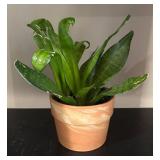 LL - Snake Plant Sansevieria Trifasciata - Potted Houseplant
