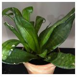LL - Snake Plant Sansevieria Trifasciata - Potted Houseplant