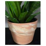 LL - Snake Plant Sansevieria Trifasciata - Potted Houseplant
