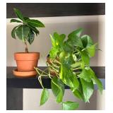 LL - Live Pothos Variegated & Rubber Plant