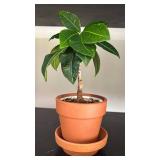 LL - Live Pothos Variegated & Rubber Plant