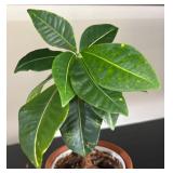 LL - Live Pothos Variegated & Rubber Plant