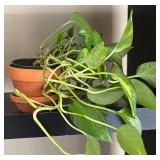 LL - Live Pothos Variegated & Rubber Plant