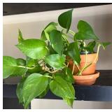 LL - Live Pothos Variegated & Rubber Plant
