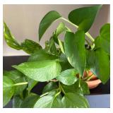 LL - Live Pothos Variegated & Rubber Plant