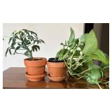 LL - Live Schefflera Umbrella Plant & Pothos Plant