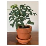 LL - Live Schefflera Umbrella Plant & Pothos Plant