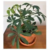 LL - Live Schefflera Umbrella Plant & Pothos Plant
