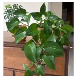 LL - Live Schefflera Umbrella Plant & Pothos Plant