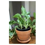 LL - Live Schefflera Umbrella Plant & Pothos Plant