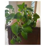 LL - Live Schefflera Umbrella Plant & Pothos Plant