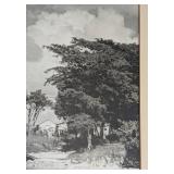 LL - Pair of Framed Vintage Palm Tree Landscape Prints