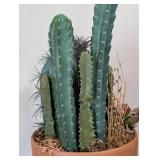 LL - Faux Cactus Plant- Indoor Decorative Arrangement