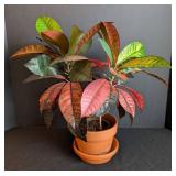 ML - Croton Plant - Variegated Pink/Red/Green, 16 in Tall in Pot with Hairline Crack