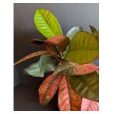 ML - Croton Plant - Variegated Pink/Red/Green, 16 in Tall in Pot with Hairline Crack