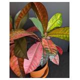 ML - Croton Plant - Variegated Pink/Red/Green, 16 in Tall in Pot with Hairline Crack