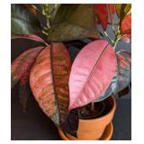 ML - Croton Plant - Variegated Pink/Red/Green, 16 in Tall in Pot with Hairline Crack
