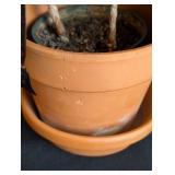 ML - Croton Plant - Variegated Pink/Red/Green, 16 in Tall in Pot with Hairline Crack