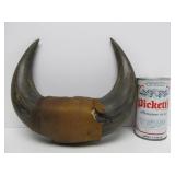Vintage Western Style Buffalo Horn Wall Display #2
